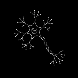 $neuron